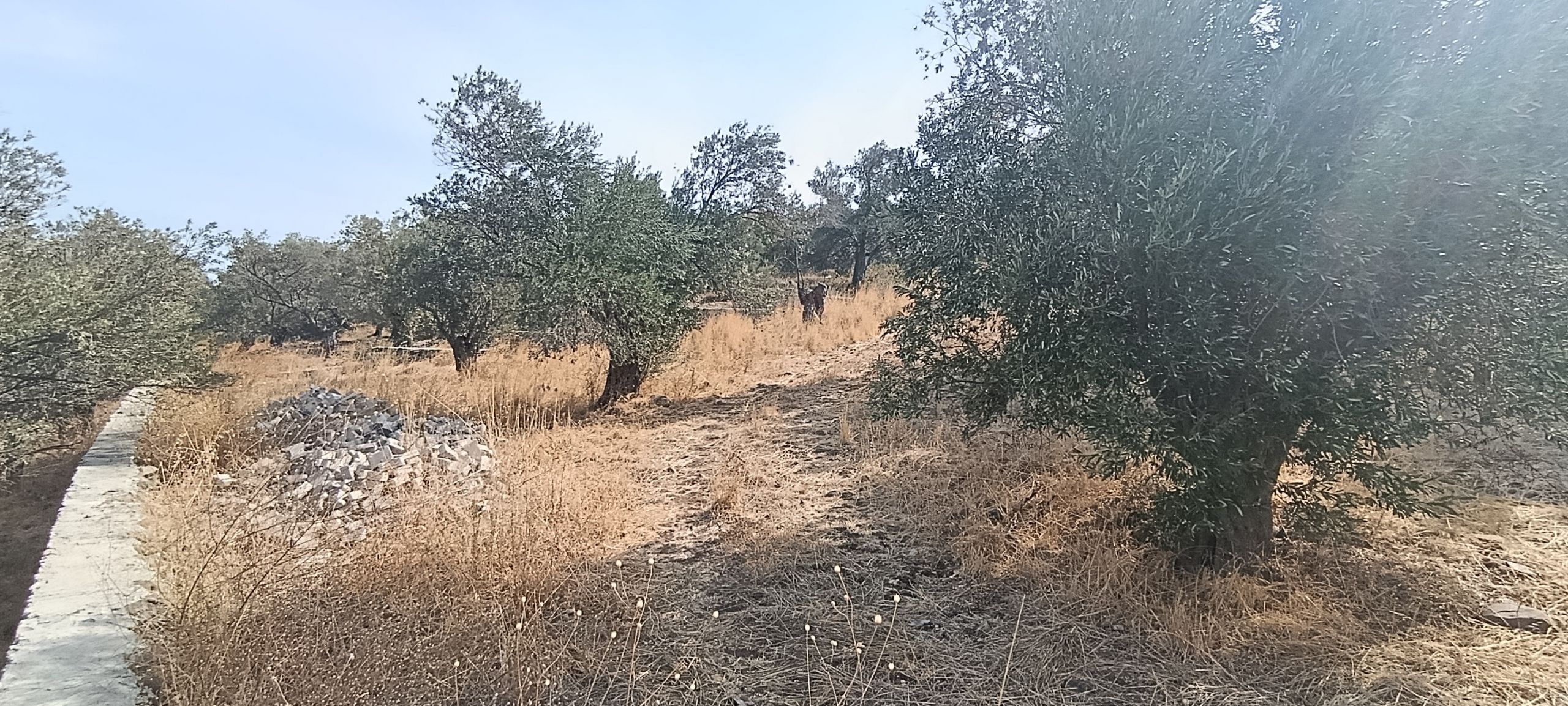 Yeni Portföy - Ayvalık'ta Satılık 1700m2 Mükemmel Konumda Arsa