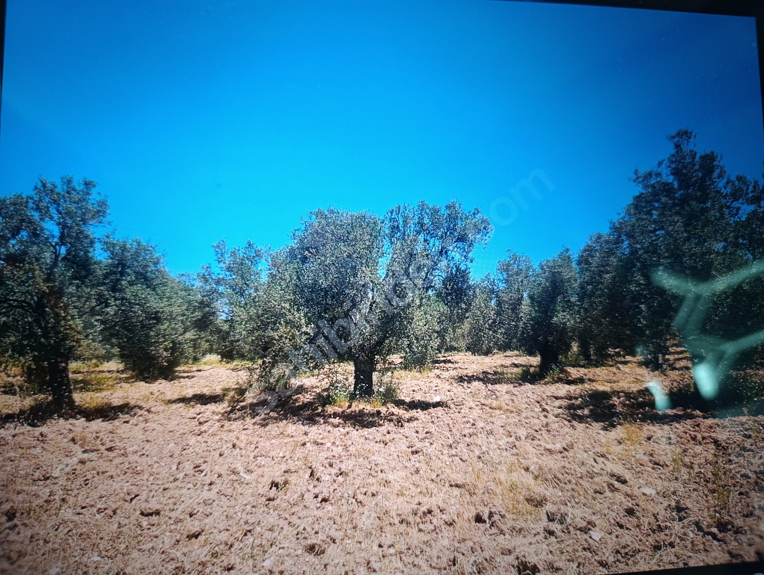 Fırsat Portföy - Ayvalık'ta Satılık 18903m2 Arsa
